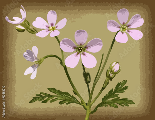Antique botany illustration of wild flowers: Cuckoo Flower, Cardamine pratensis 
