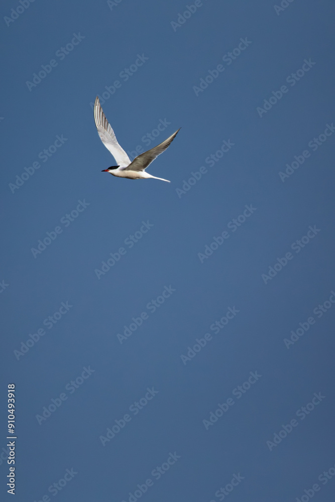 Common Tern (Sterna hirundo) - Commonly found in coastal regions and inland waterways Common Tern (Sterna hirundo) - Commonly found in coastal regions and inland waterways