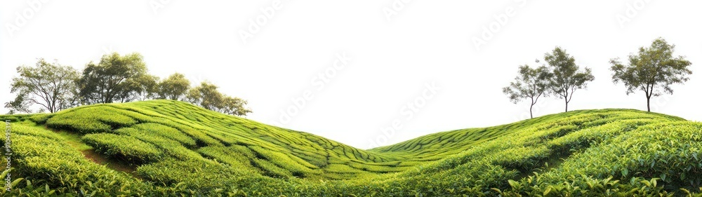 Lush Green Tea Plantation With Rolling Hills and Trees Lush Green Tea Plantation With Rolling Hills and Trees