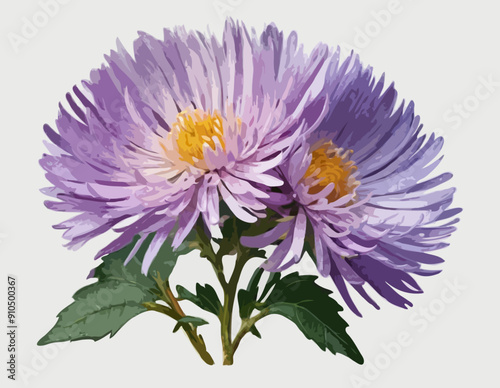 Botanical Style Aster Flower On A Transparent Background 
