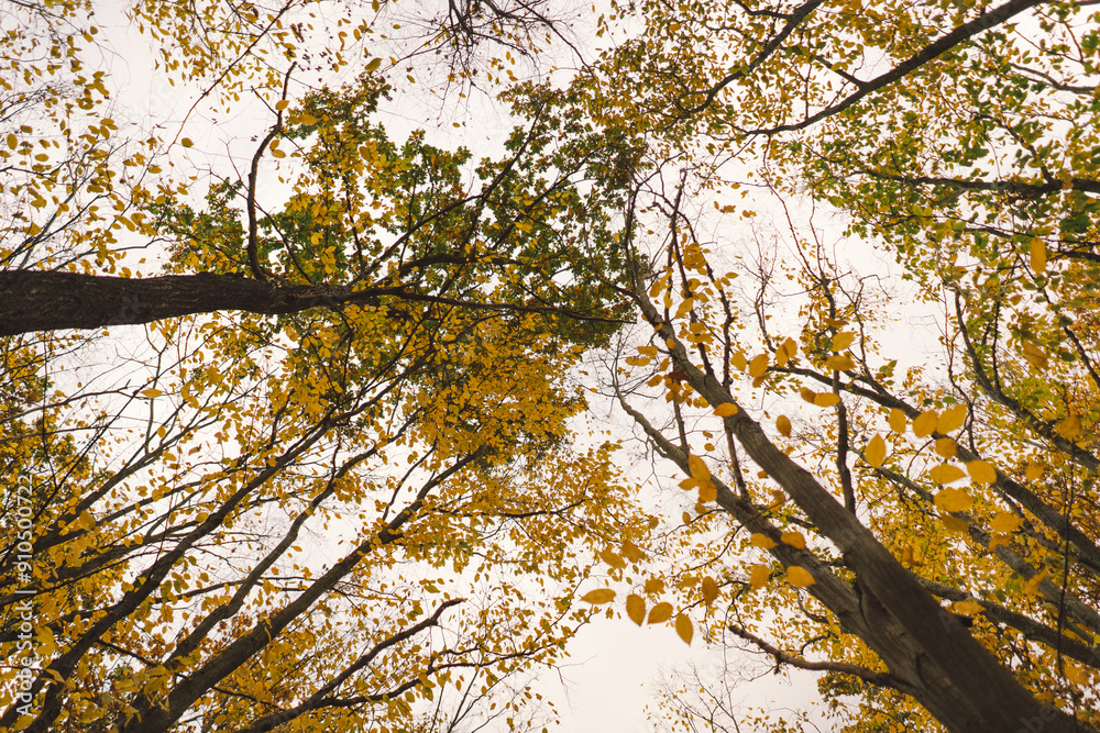 The branches of trees are adorned with bright orange leaves, showcasing the beauty of autumn. Sunlight filters through the foliage, illuminating the crisp fall colors The branches of trees are adorned with bright orange leaves, showcasing the beauty of autumn. Sunlight filters through the foliage, illuminating the crisp fall colors