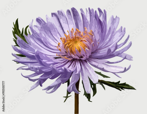 Botanical Style Aster Flower On A Transparent Background 
