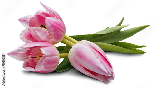 Pink tulip flowers isolated on transparent background