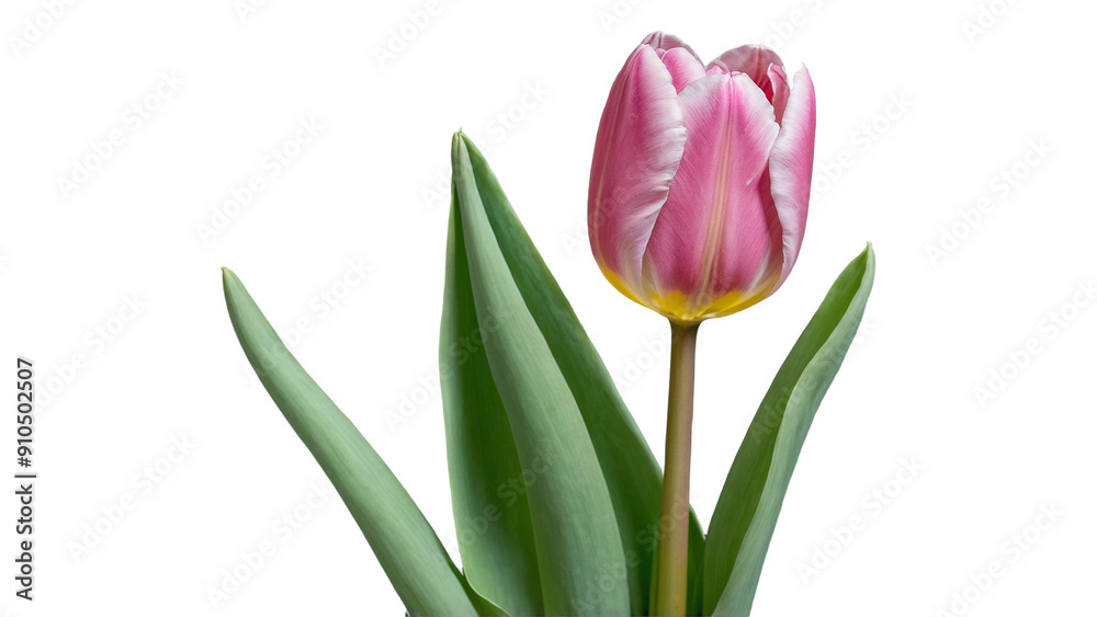 Pink tulip flower isolated on transparent background Pink tulip flower isolated on transparent background