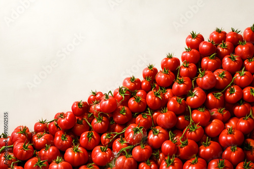 Tomato harvest, Tomatina, copyspace photo