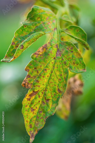 Close-up vertical shot of a damaged tomato leaf with pinpoint lesions similar to the consequences of fungal diseases of the crop. Treatment with anti-contamination drugs