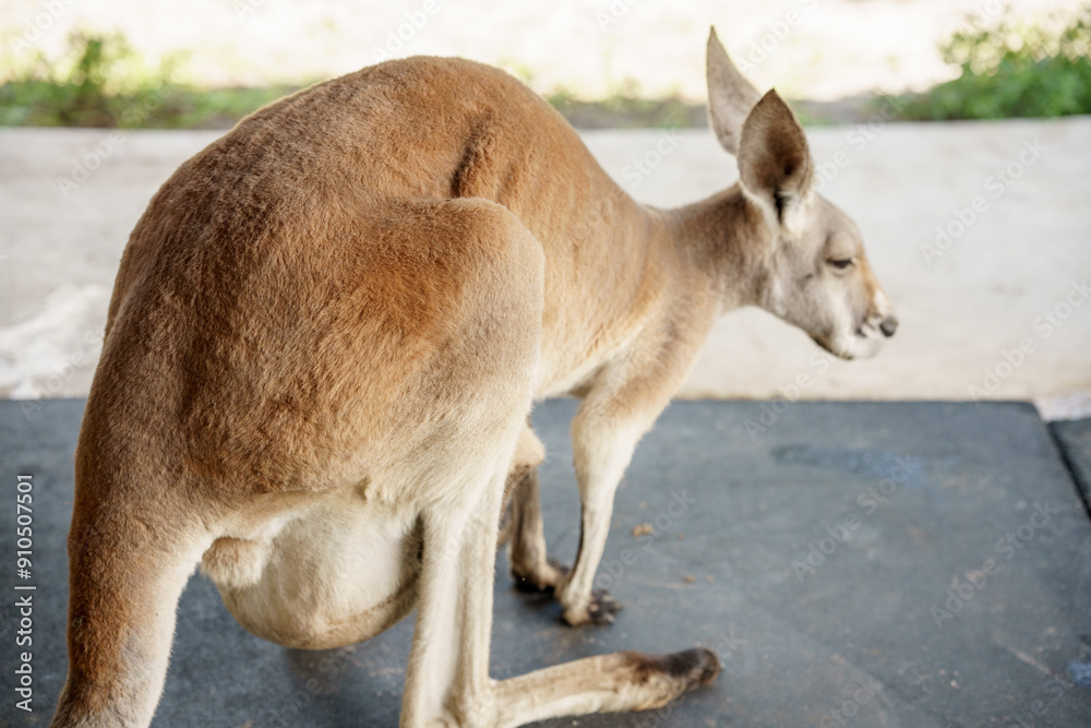 Female Kangaroo carrying a baby in pouch Female Kangaroo carrying a baby in pouch
