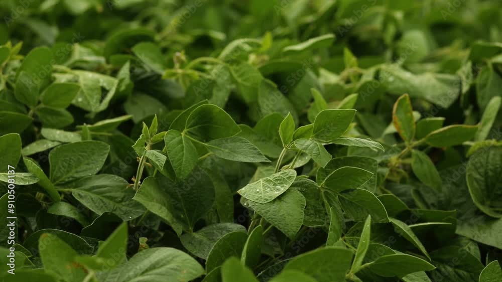 A beautiful soybean field. Growing soybeans. Soybean leaves and farming. Texture of soybean leaves. A beautiful soybean field. Growing soybeans. Soybean leaves and farming. Texture of soybean leaves.