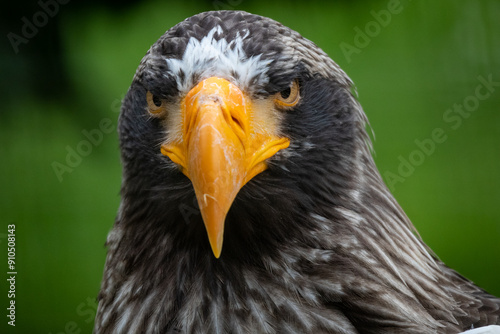 Steller's sea eagle