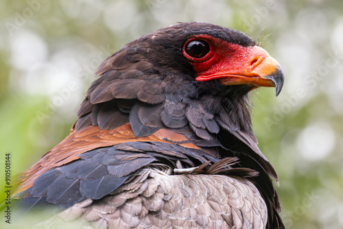bateleur eagle