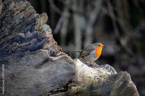 European robin