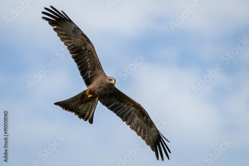 Black Kite bird of prey