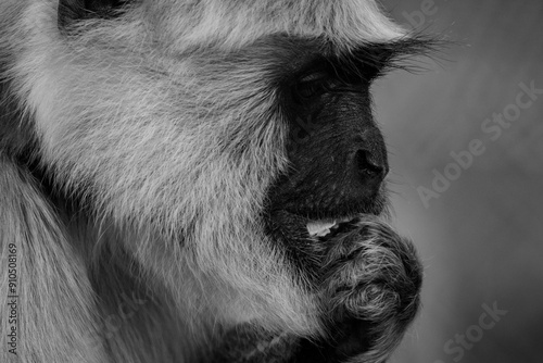 Close up of monkey eating