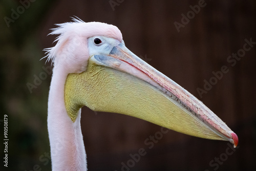 close up of a pelican