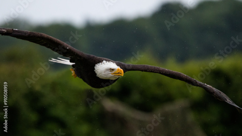 Bald Eagle Flying