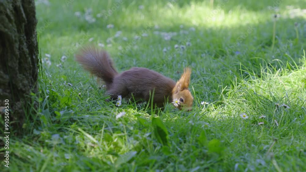 Red squirrel standing in the middle of forest Red squirrel standing in the middle of forest