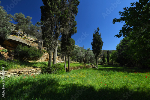 Mittelmeer-Zypresse (Cupressus sempervirens) auf der Kykladen-Insel Andros, Griechenland photo