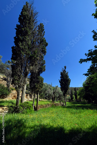 Mittelmeer-Zypresse (Cupressus sempervirens) auf der Kykladen-Insel Andros, Griechenland photo