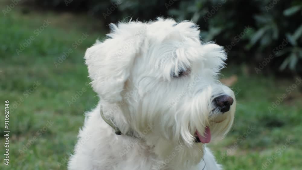 An Adorable White Dog Posing in a Natural Setting Surrounded by a Lush and Beautiful Background An Adorable White Dog Posing in a Natural Setting Surrounded by a Lush and Beautiful Background