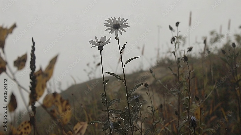 Obraz premium Flower in field with foggy sky and hill