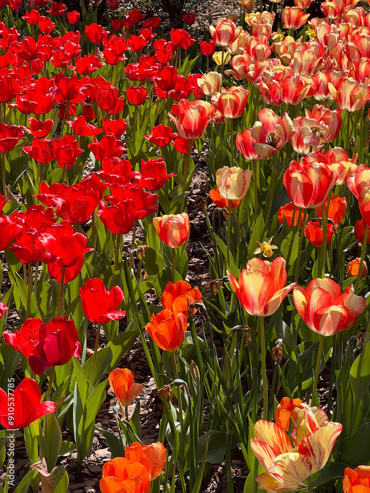 Fototapeta premium red and yellow tulips