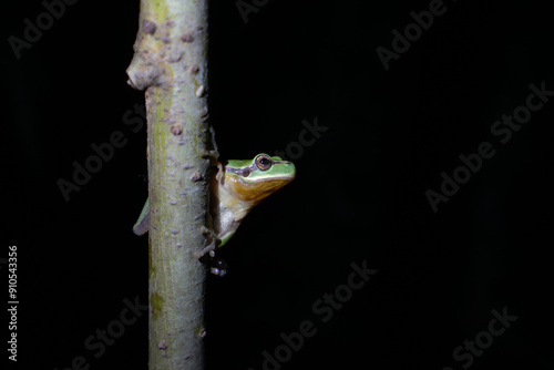 Mediterranean tree frog, Strepless tree frog, Hyla meridionalis, Catalonia, Spain photo