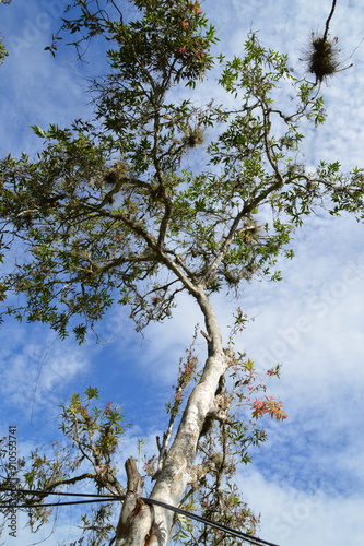 bosque colombiano, caribe, naturaleza azul del cielo
