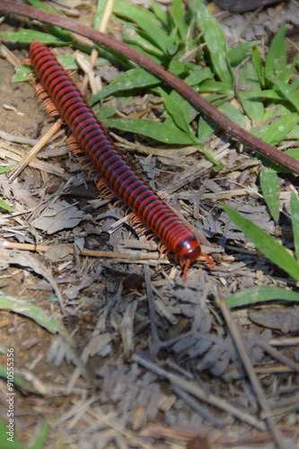 cienpies, insectos, bichos, rojo, naturaleza