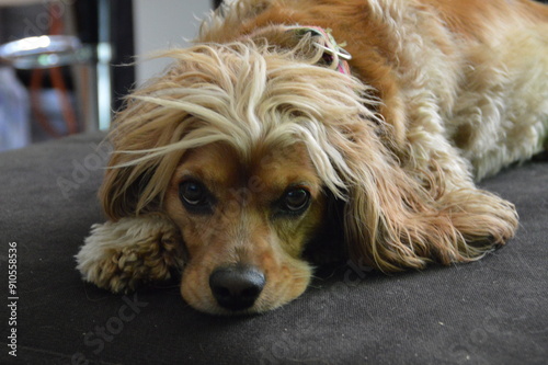 perro cocker spaniel color dorado feliz