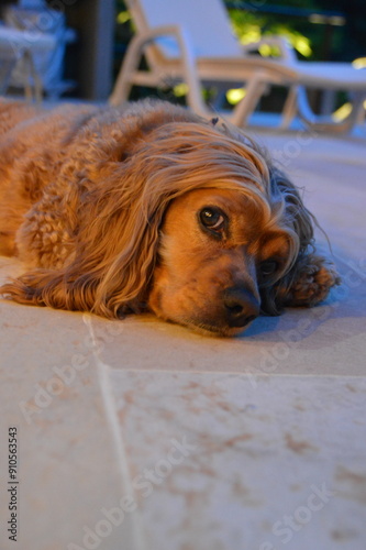 perro cocker spaniel color dorado feliz