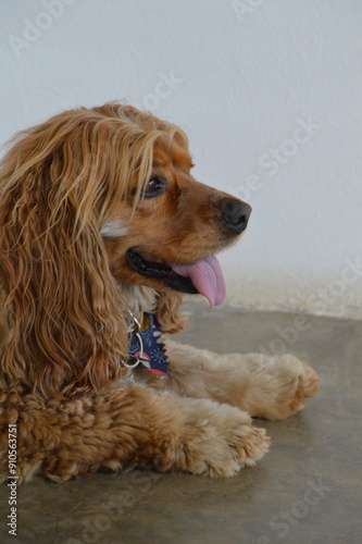 perro cocker spaniel color dorado feliz