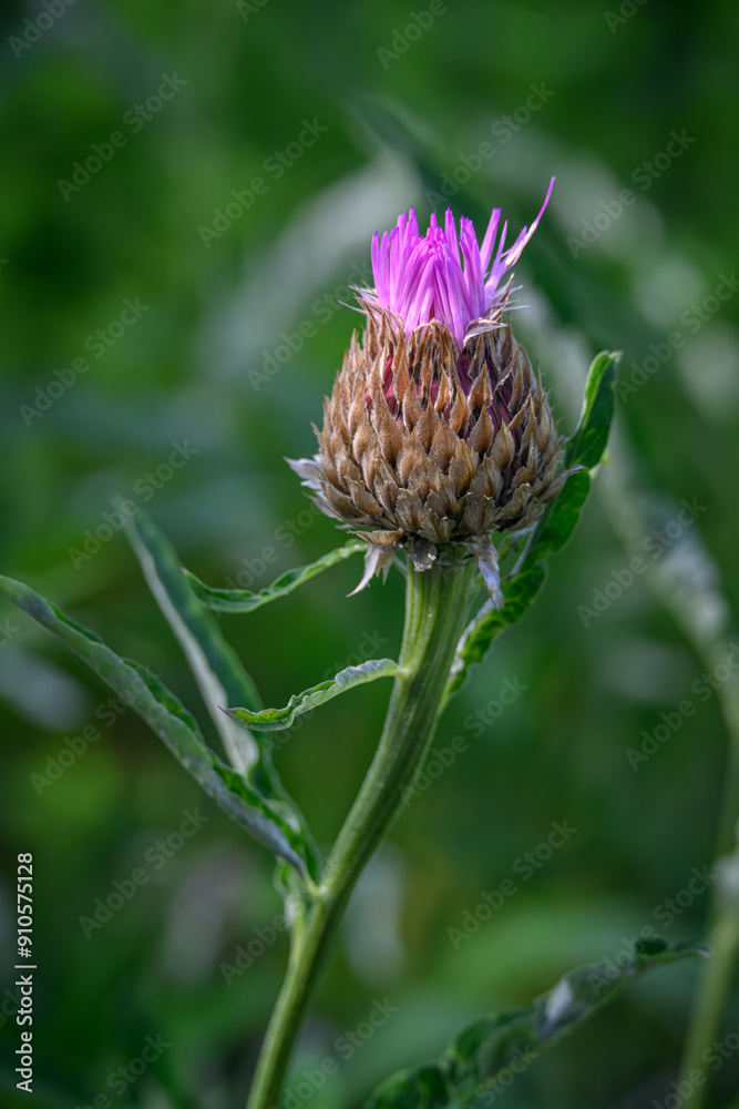 The purple flower of marjoram root. The purple flower of marjoram root.