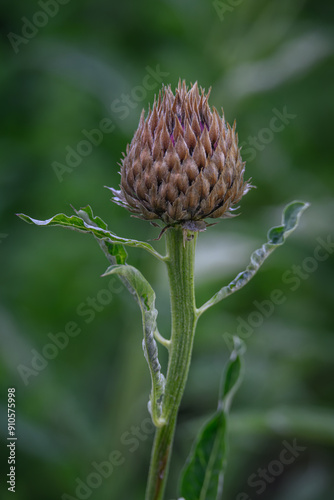 The flower bud of the quince root. photo