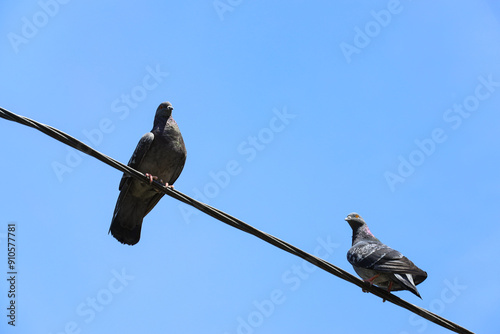 Pigeons sitting on wire out...