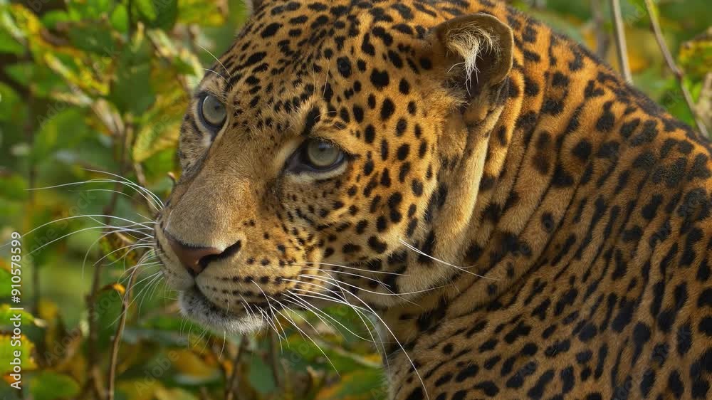 close up portrait of leopard in the wild life close up portrait of leopard in the wild life
