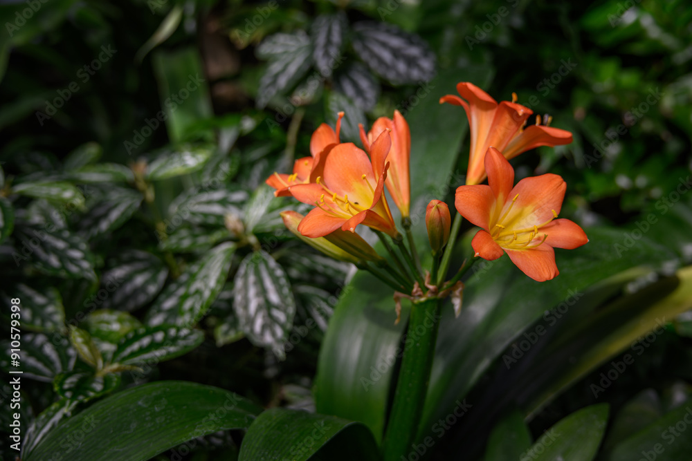 Orange clivia flowers in the conservatory. Orange clivia flowers in the conservatory.