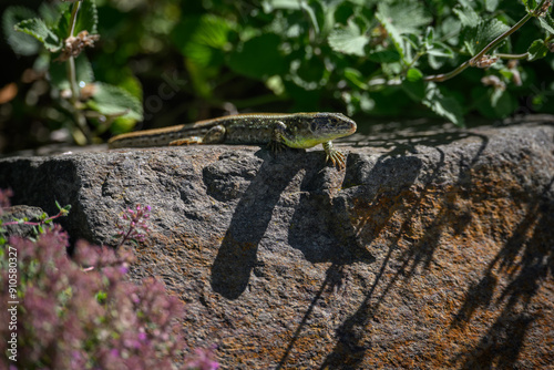 Green lizard on a stone.