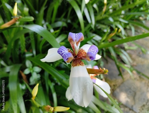 Purple and white Iris northiana flowers blooming in the flower garden  photo