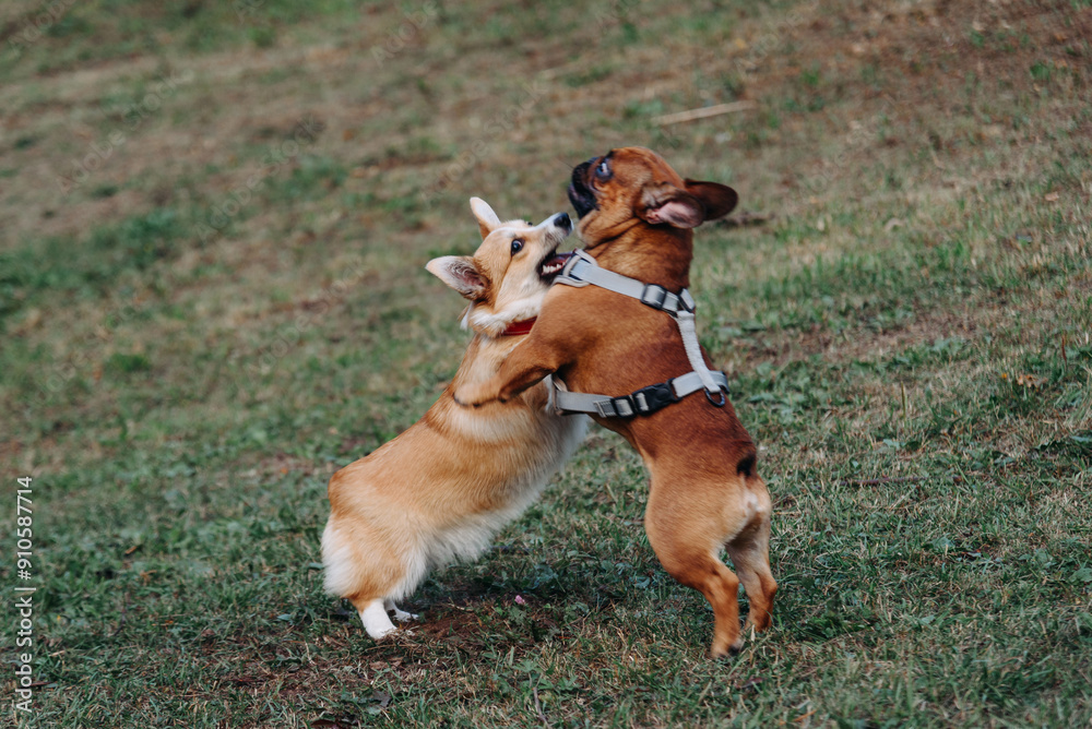 brown corgi and pug playing and fighting on grass in park, two dogs communication, dogwalking concept brown corgi and pug playing and fighting on grass in park, two dogs communication, dogwalking concept