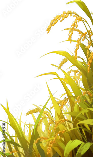 Wheat Ears Isolated with Golden Wheat Field on Transparent Background. Agricultural and Harvest Concepts. 