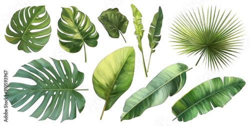 Collection of Various Types of Green Leaves on Transparent Background. Nature and Botanical Concepts.

