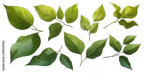 Collection of Various Types of Green Leaves on Transparent Background. Nature and Botanical Concepts.


