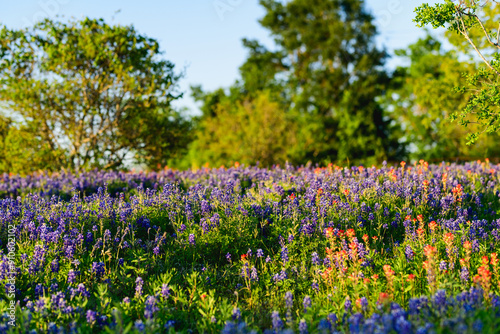 field of flowers at golden hour photo