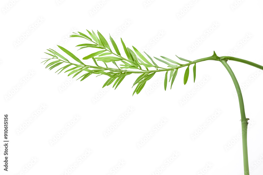 Fototapeta premium Single green branch with delicate leaves on white background