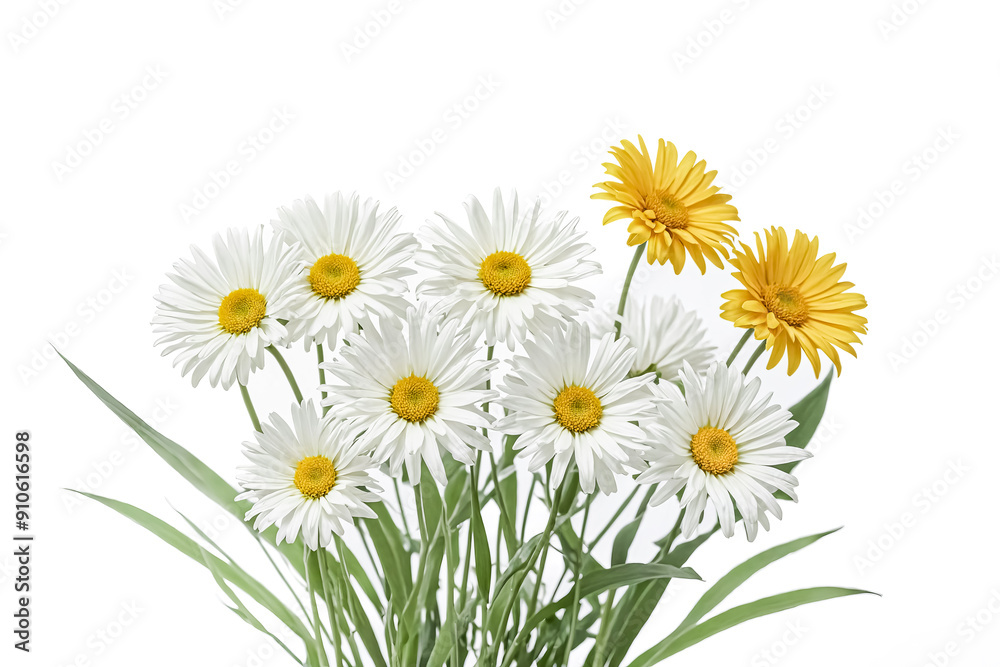 White and Yellow Daisies White and Yellow Daisies