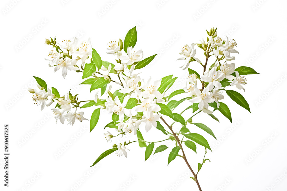 Branch of Orange Blossoms Branch of Orange Blossoms