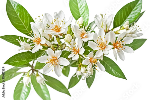 White Flowers and Green Leaves on a Branch