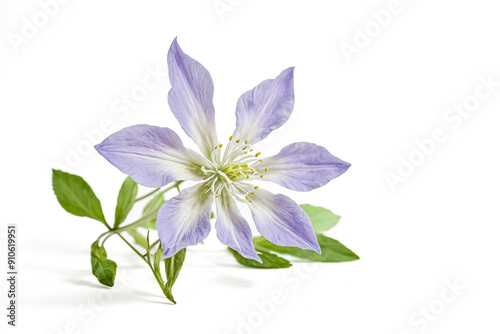 Delicate Purple Flower with Green Leaves on White Background