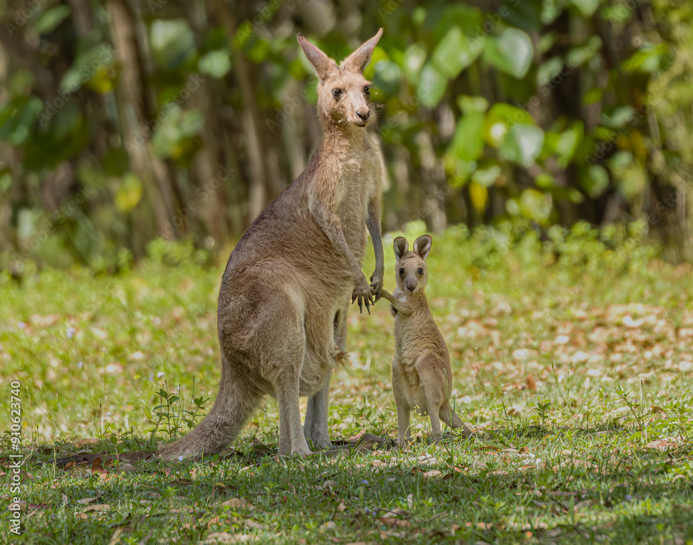 Eastern grey kangaroo with its young joey, nature background scene. Eastern grey kangaroo with its young joey, nature background scene.