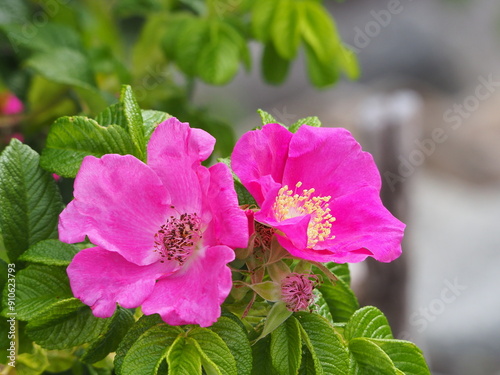 beautiful wild sea roses